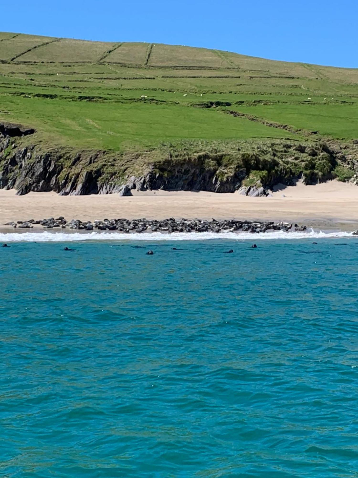 The Plough B&B Ventry Luaran gambar