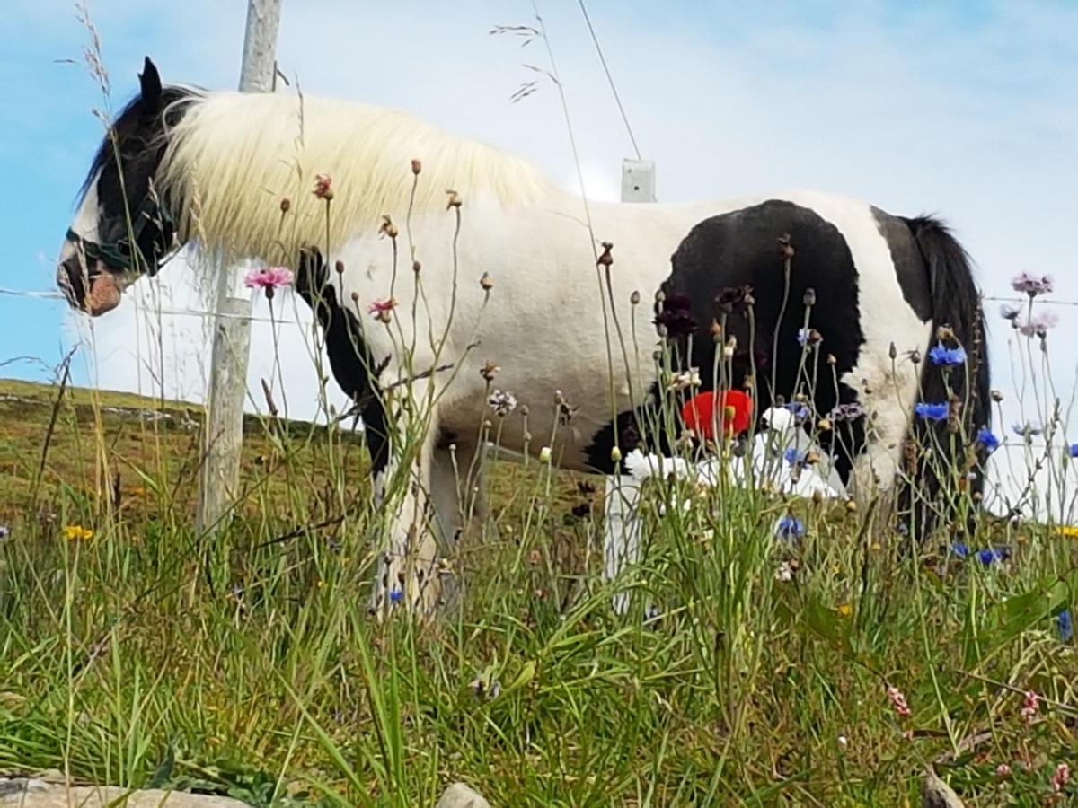 The Plough B&B Ventry Luaran gambar
